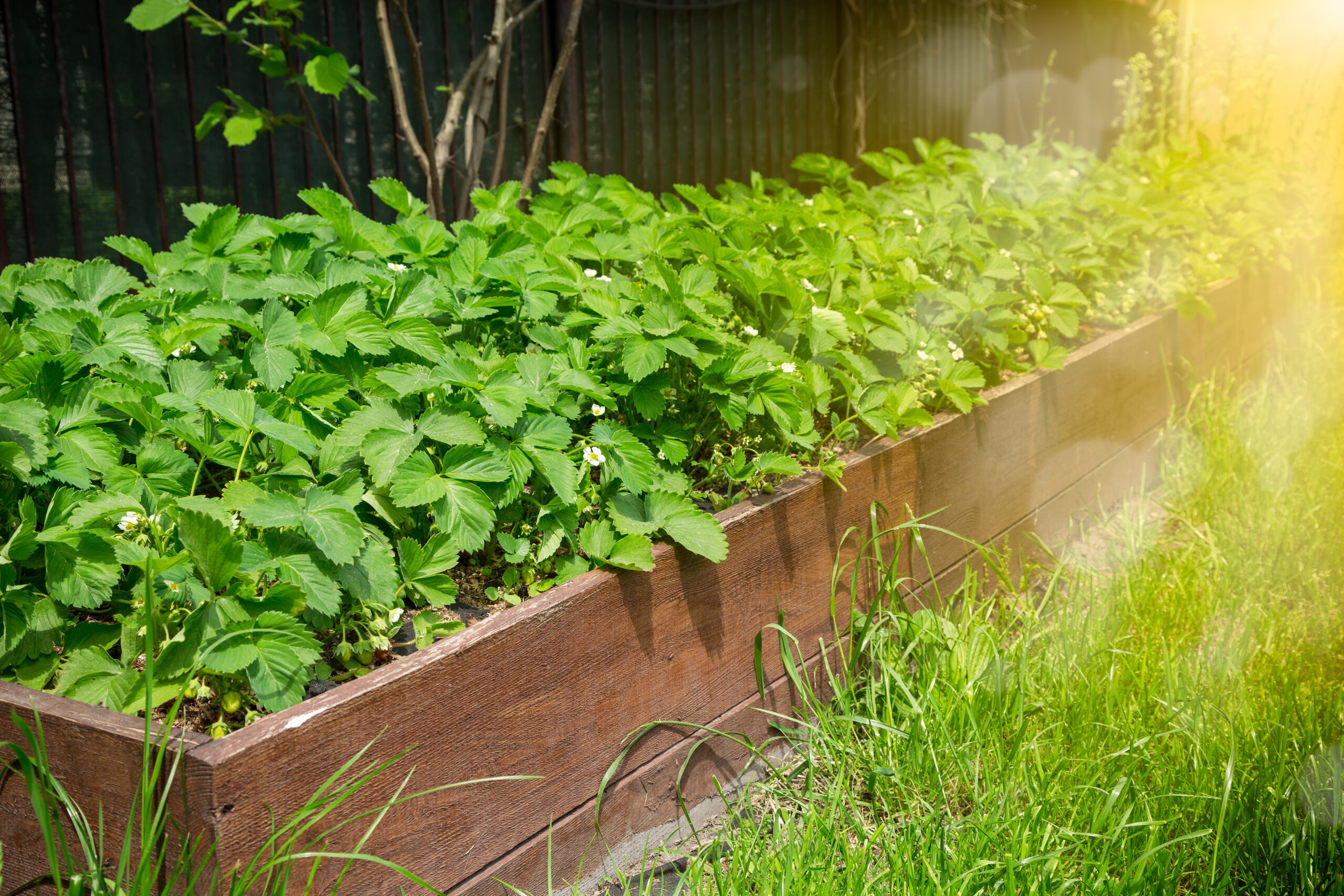 Strawberries bloom in the garden, blooming strawberries in the garden.