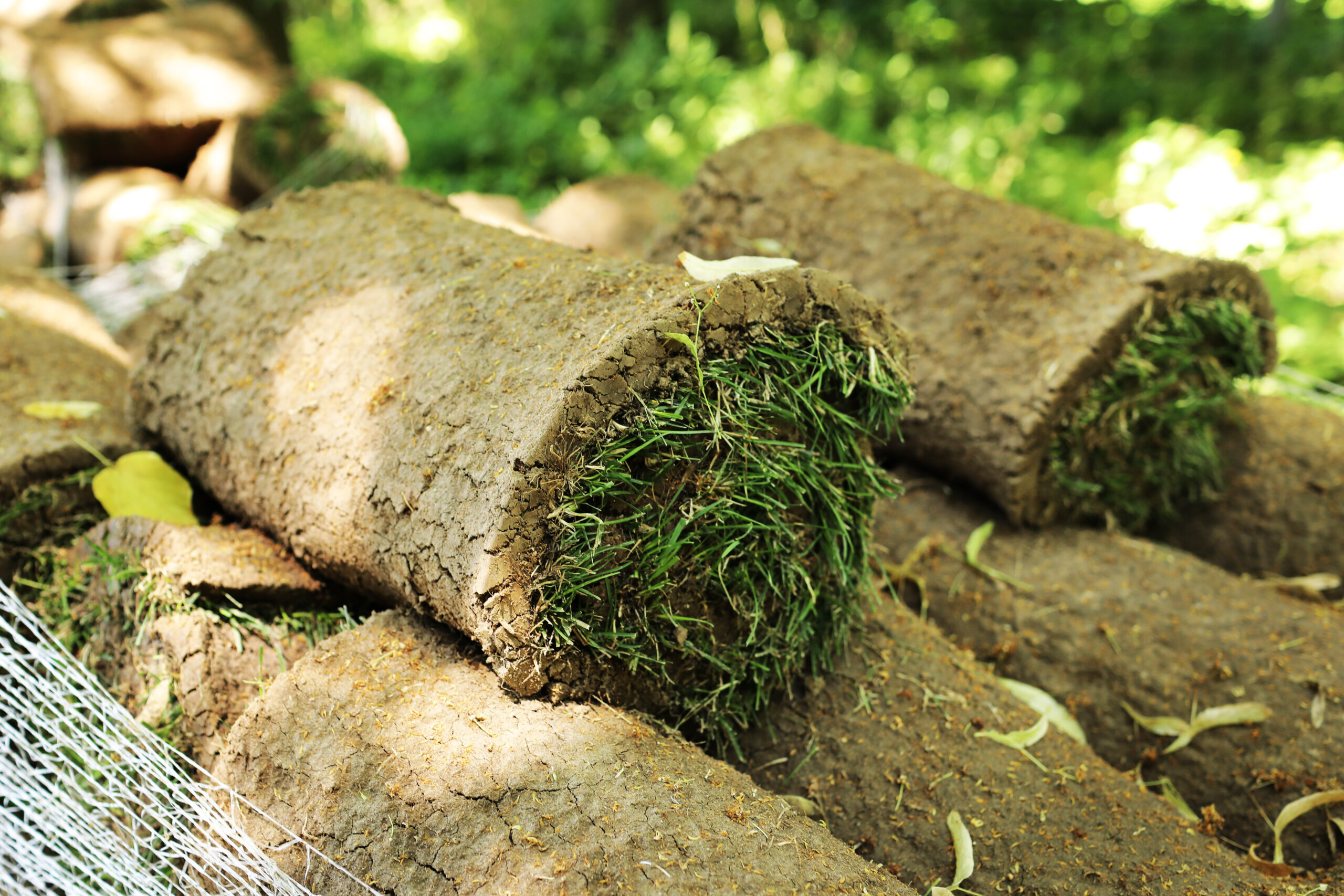 Closeup of carpet grass rugs outdoors with green and brown pattern. Lawn of green grass and soil is rolled into rolls, the turf in a stack is ready for greening.